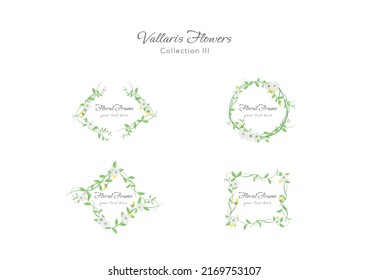 conjunto de vallaris de primavera flor de pan floral vector
