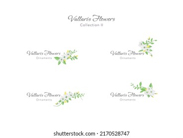 set of spring vallaris bread flower floral frame vector