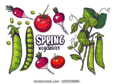 Set of spring vegetables with tomato, peas, radish. Hand drawn illustration converted to vector