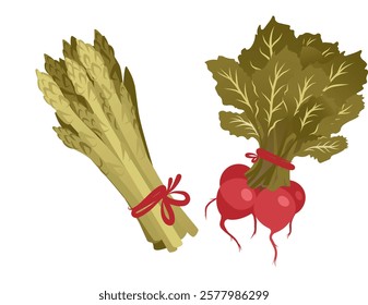 A set of spring-themed illustrations: radishes, asparagus. Fresh healthy vegan food. Organic products, vegetables. Flat graphic vector illustrations isolated on white background