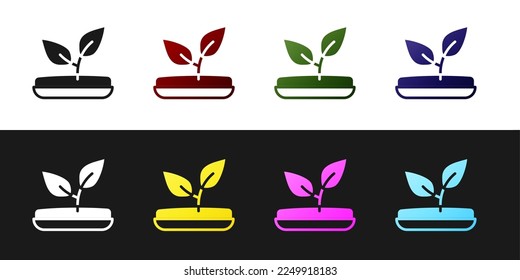 Establece el icono de Sprout aislado en fondo blanco y negro. Semillas y plántulas. Deja la señal. Naturaleza foliar.  Vector