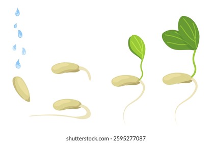 Set of sprouted seeds and cucumber sprouts. Vector color drawing of cucumber sprouts sprouting stage from seed. Isolated elements on transparent background.  