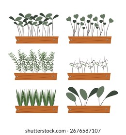 Conjunto de brotes, microverdes en macetas en estilo de dibujos animados. Ilustración vectorial de brotes verdes en crecimiento, hojas de diferentes Formas en contenedores de madera aislados sobre fondo blanco. Plantas superalimentarias frescas.