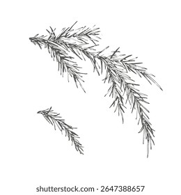 Set with spruce branches with needles. Graphics vector illustration line art. Twigs for packaging, New Year's wrapping paper, dishes, Christmas textiles, stickers, postcards.