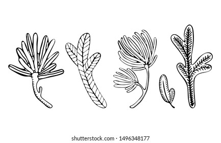 Set of spruce branches, pine, fir tree, cedar isolated on white background. Hand drawn pencil drawing vector elements for Christmas and New year design. Black and white line.