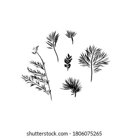 
Set of spruce branches, vector graphics