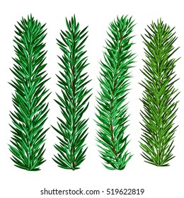 Set of spruce and fir tree branches - christmas elements