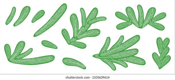 A set of spruce or pine branches. Illustration for decorating Christmas cards. Coniferous tree.
