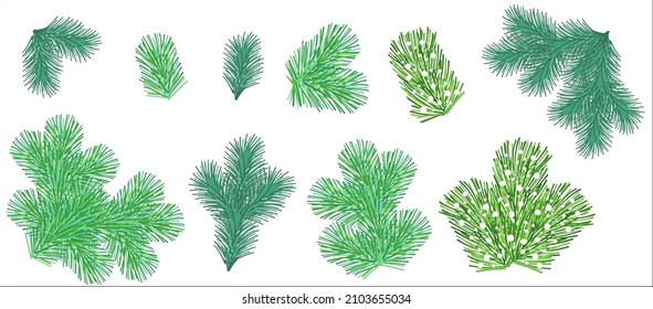 A set of spruce or pine branches. Illustration for decorating Christmas cards. Coniferous tree.