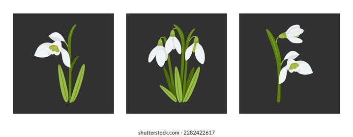 Set of square card with Snowdrops flowers on black background. Floral postcard design with delicate spring primroses. Blooming botanical plants. Decoration interior design. Vector illustration