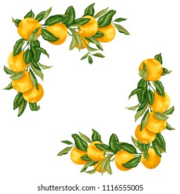 Set of square frame template elements in design vector illustration with orange fruits on the branches