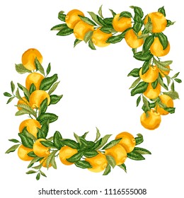 Set of square frame template elements in design vector illustration with orange fruits on the branches