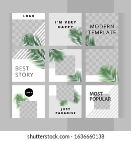 Set of square templates for design of social networks, story and print with windows for images. Green tropic fan leaf on white background. Beautiful palm branches. Cozy light design.