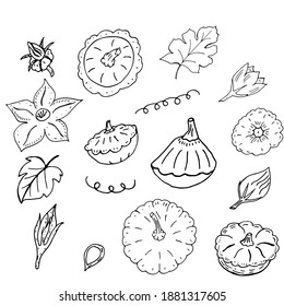 Set of squash, flowers, leaves, mustache in doodle style on a white background. Vector illustration, hand-drawing. Vegetable for a healthy diet.