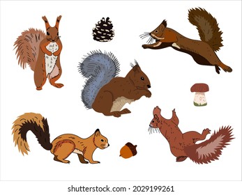 Set of squirrel with fluffy tails with nuts, acorns, pine cones, mushrooms on a white isolated background.Colorful flat illustration for childrens creativity, winter walks, Christmas fairy tales.