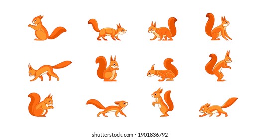 Set of squirrel. Funny forest wild animals running standing and jumping squirrel clip art collection. A character in various poses of cartoon design, isolated on a white background.