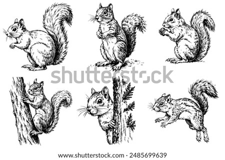 Set of squirrel sketch on a white background in different poses