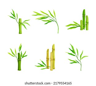 Conjunto de tallos y hojas de bambú verde, ilustración de vectores de plantas tropicales asiáticas