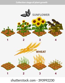 Set stage of growth plant 4/10. Sunflower and Wheat