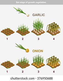 Legen Sie die Stufe des Wachstums Gemüse 2/10 . Knoblauch und Zwiebeln in Vektorgrafik für das Spielen einer Perspektive. Spielelement