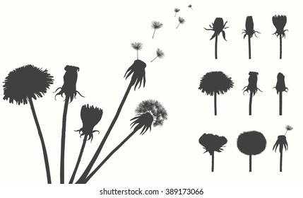 Set of stages of blossoming and withering of dandelion. Isolated Silhouette with flying dandelion buds on white background. Hand drawn vector illustration, realistic sketches.