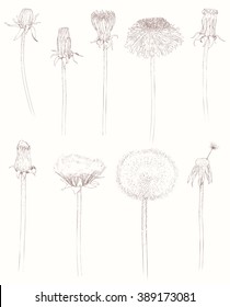 Set of stages of blossoming and withering of dandelion. Isolated Silhouette with flying dandelion buds on white background. Hand drawn vector illustration, realistic sketches.