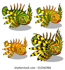 The set of stages of a growing red lionfish (Pterois volitans) isolated on a white background. A family of colorful zebra fish. Vector illustration.