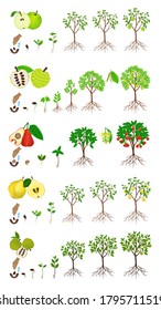 Set of stages of growth of an apple tree on a white background.