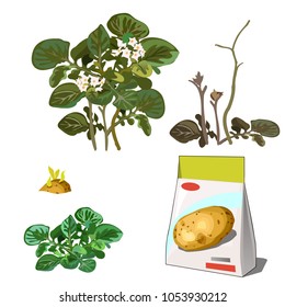 Set of stages of life of a agricultural plant potatoes isolated on white background. Paper packaging for storage of seeds. Vector cartoon close-up illustration.