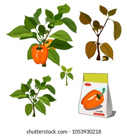 Set of stages of life of a agricultural plant sweet bell peppers isolated on white background. Paper packaging for storage of seeds. Vector cartoon close-up illustration.