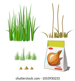 Set of stages of life of a agricultural plant green onion isolated on white background. Paper packaging for storage of seeds. Vector cartoon close-up illustration.