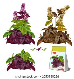 Set of stages of life of a agricultural plant basil isolated on white background. Paper packaging for storage of seeds. Vector cartoon close-up illustration.