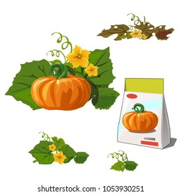 Set of stages of life of a agricultural plant orange pumpkin isolated on white background. Paper packaging for storage of seeds. Vector cartoon close-up illustration.