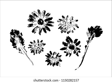 Set with stamp leaves  and flowers of chamomile. Objects isolated on white, vector black on white illustration.