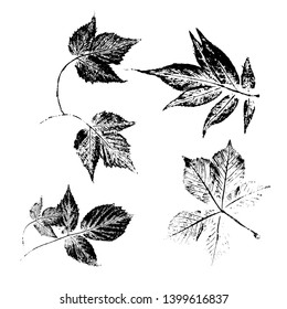 Set with stamp leaves made by handprinting.  isolated objects on white. Black and white vector.