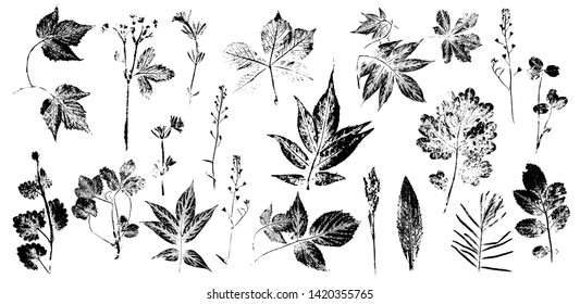 Set with stamp leaves made by handprinting.  isolated objects on white. Black and white vector.