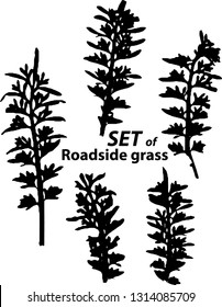 Set with stamp of the leaves of Roadside grass. Objects isolated on white. Black and white. Vector graphics