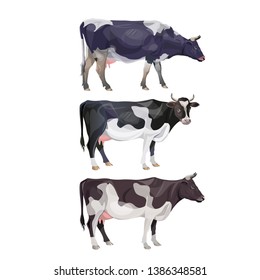 Set of standing black and white spotted cows in various poses. Vector illustration isolated on white background