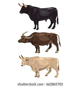 Set of standing bulls. Side view. Vector on the white