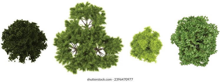 set of Staphyella pinnata,Moroccan cypress,Poplar,Cottonwood Trees rendered from the top view, 3D illustration, for digital composition, illustration, 2D plans, architecture visualization