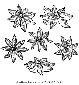 Set of star anise aroma seasoning. Badian Asian spicy condiment. Vector illustration in hand drawn sketch doodle style. Line art isolated on white for coloring book, print