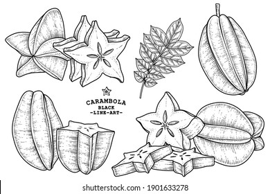 Set of star fruit or Carambola fruit hand drawn elements botanical illustration