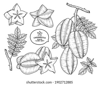 Set of star fruit or Carambola fruit hand drawn elements botanical illustration