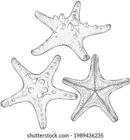 Set of starfish from different angles. Vector hand drawn line art illustration isolated on white. Elements for design seafood shop or menu, decor, label. Suitable for coloring book page.