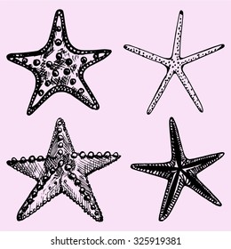 set of the starfish, hand drawn, doodle style, sketch illustration