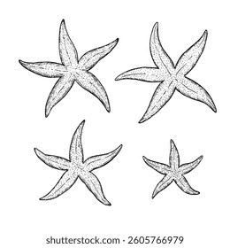 Set of starfish ink black and white illustrations isolated on white background. Vector design elements in vintage engraving style.