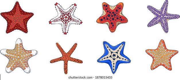 A set of starfish. line graphics.