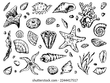 Set of starfish, shell, stones, seaweed, coral. Sketch style vector illustrations. Collection of hand drawn underwater life clip arts isolated on white background.