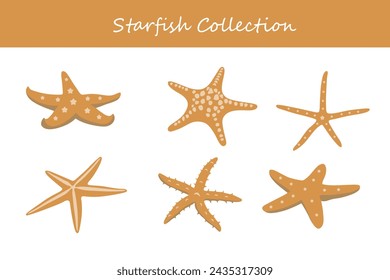 Set of starfishes. Vector illustration on a white background.