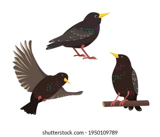 Set of starling birds in different poses isolated on white background. Collection of starlings icons vector illustration.